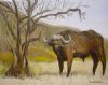 "Buffalo by termite-eaten tree"
