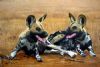 "Wild Dogs/Painted Dogs"