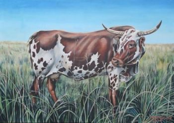 "Nguni Cow"