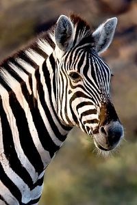 "Zebra Portrait"