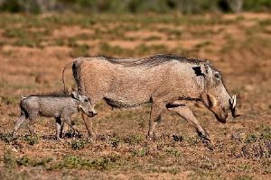 "Warthog and Baby"