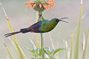 "Malachite Sunbird"