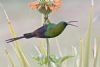"Malachite Sunbird"