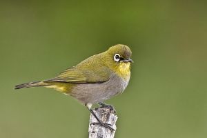 "Cape White Eye"