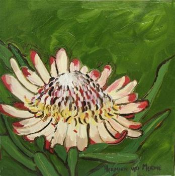 "Fynbos 61, Protea Scolymocephala"