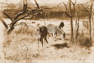 "Zebra"