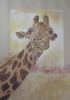 "Portrait of a giraffe"