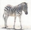 "Zebra I"