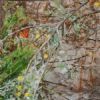 "Sondagsrokkie(butterfly) and Fynbos"