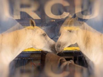 "Circus Horses"