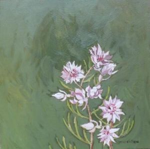 "Fynbos 68, Blushing Bride"