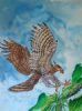 "Eagle (Soaring Spirits)"