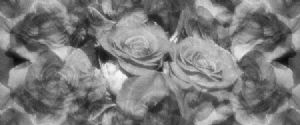 "Black Roses (Horizontal)"