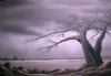 "Storm over Kubu Island, Botswana"