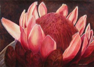 "Protea"