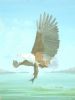 "Fish Eagle"