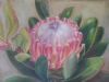 "Protea"