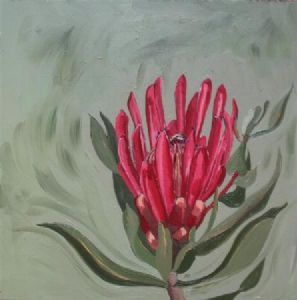 "Fynbos 76, Protea Burchellii"