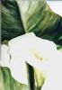 "Arum Lilies"