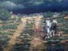 "Beeste in Veld"