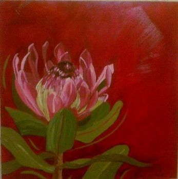 "Fynbos 80, Eximia"