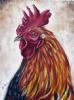 "Portrait of Rooster I"