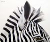"Zebra Mount-Platinum Collection"