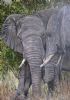 "Elephant Greeting"