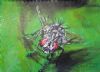 "Bugs - Fly"