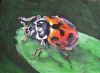 "Bugs-Ladybird 3"