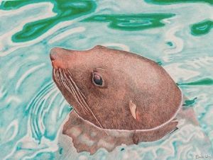 "Hout Bay Seal"
