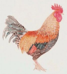 "Cockerel"