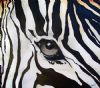 "Zebra Eye"