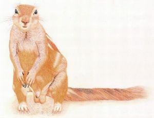 "Cape Ground Squirrel"