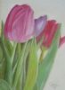 "Tulips"