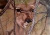 "Kudu"