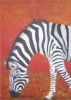 "Zebra"