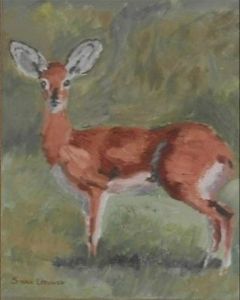 "Steenbok"