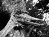 "Tree Stump - Black and White"