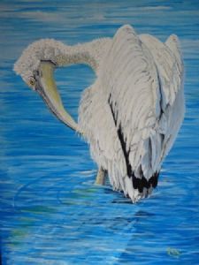 "Pelican"