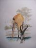 "Springbok @ Waterhole"