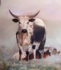 "Nguni cows"