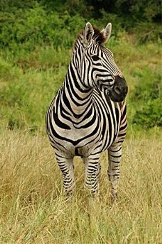 "Striped Stallion"