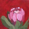 "Fynbos 95, Protea Barbigera"