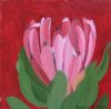 "Fynbos 94, Protea Compacta"