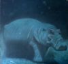 "hippo under water"