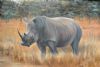 "Lone Rhino Pilansberg"