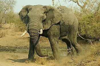 "Elephant Waterhole"