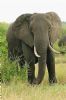 "The Matriarch"