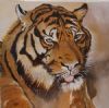"Tiger"